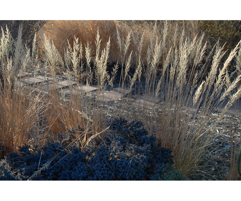 Korean Feather Reed Grass